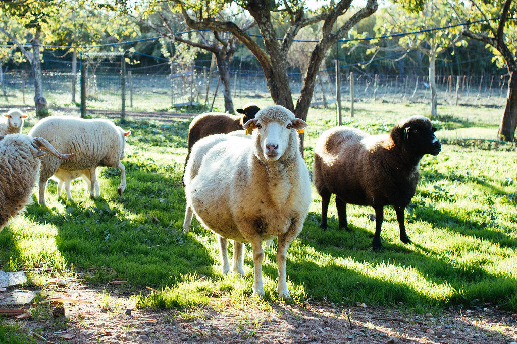 Velo branco de lã Campaniça