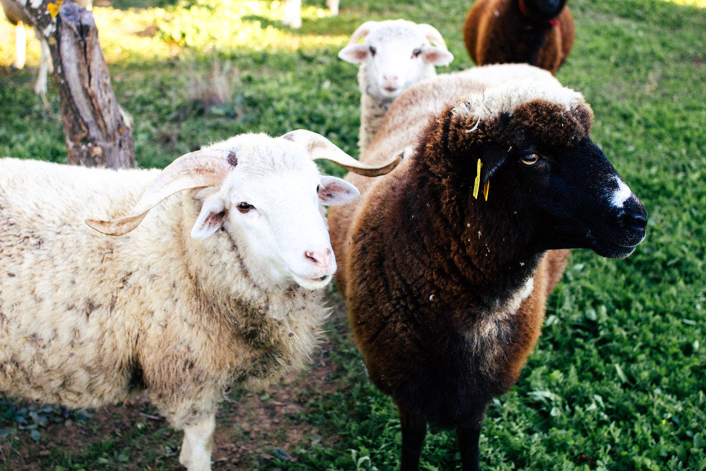 Velo preto de lã Campaniça