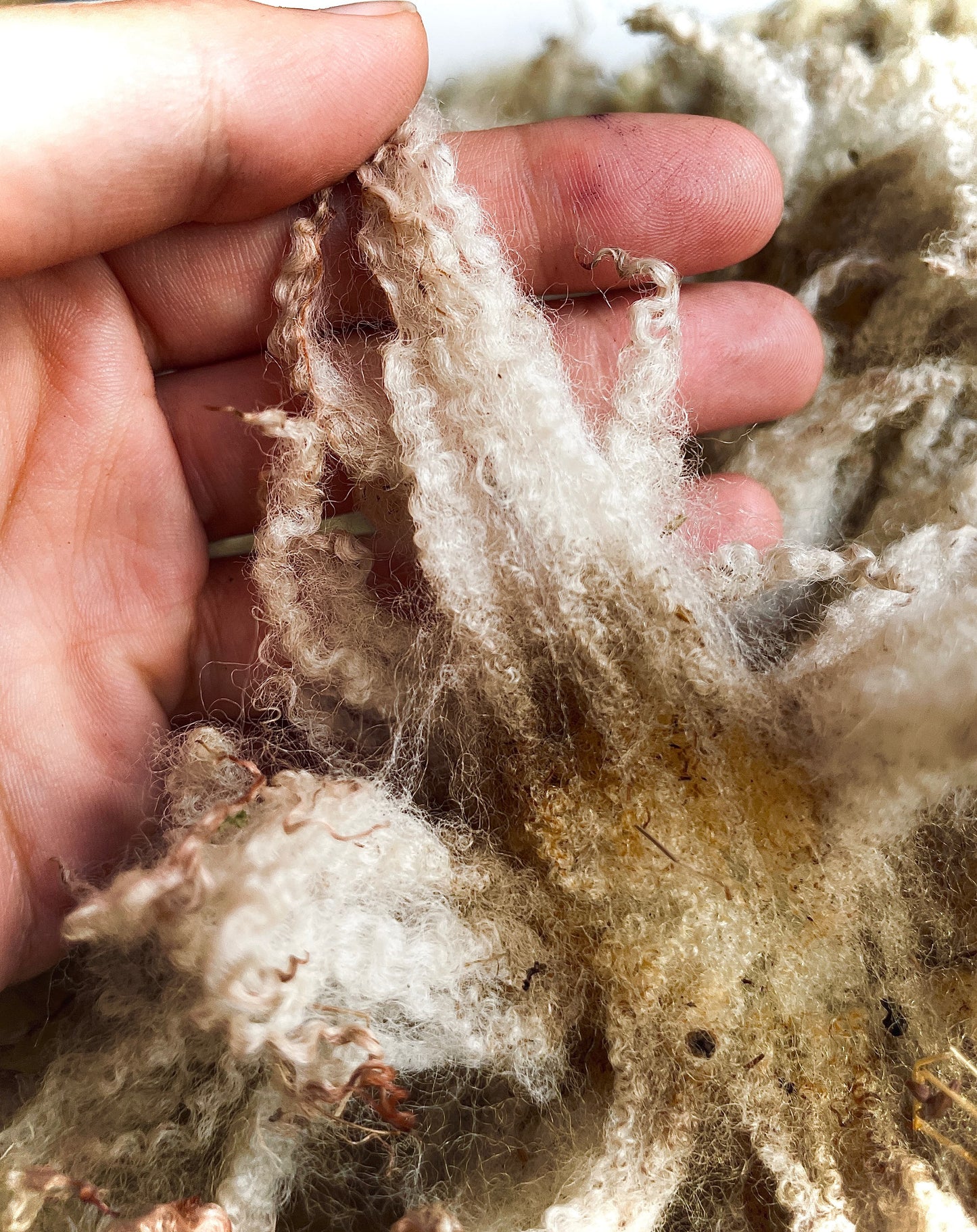 Lã Bordaleira Entre-Douro-e-Minho a Kg