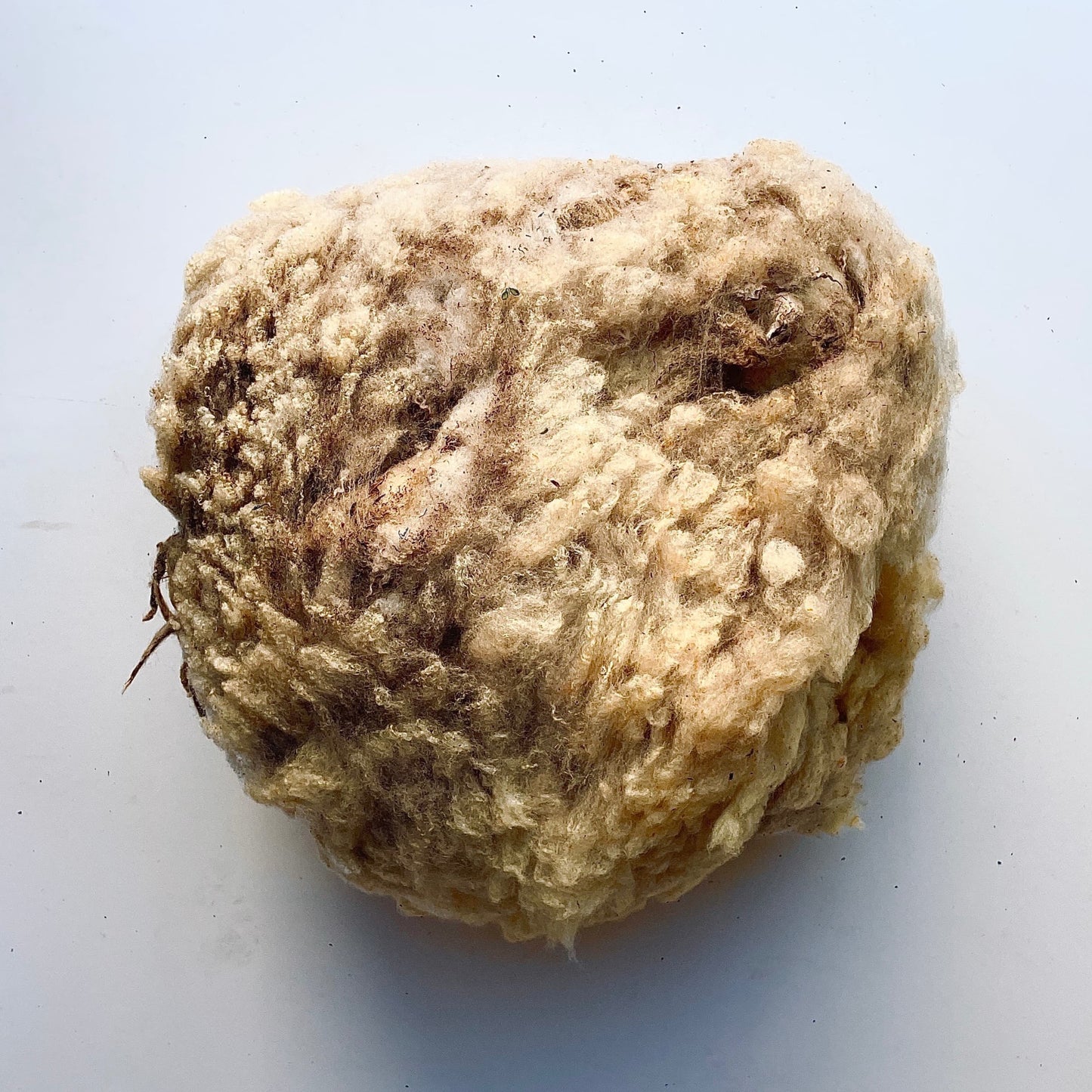 Velo branco de lã Bordaleira de Entre-Douro-e-Minho