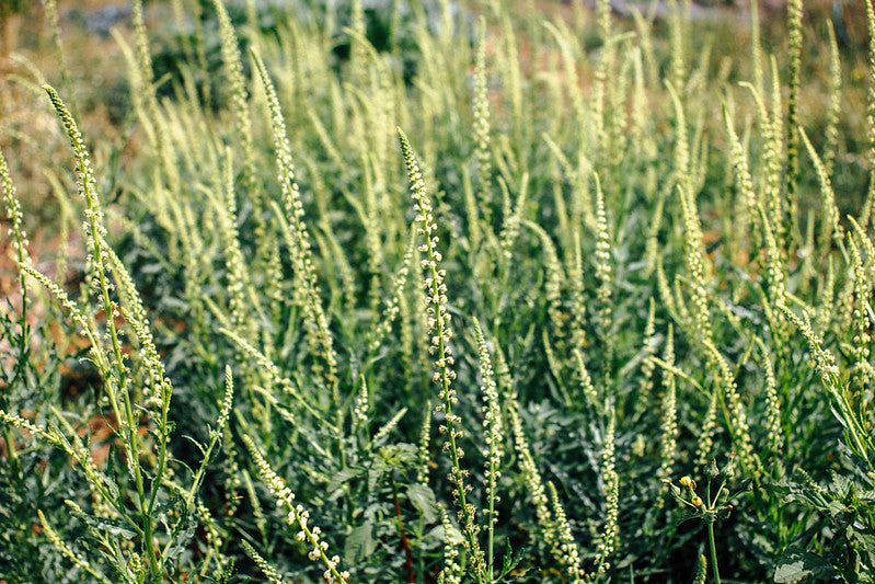 Lírio-dos-tintureiros seco