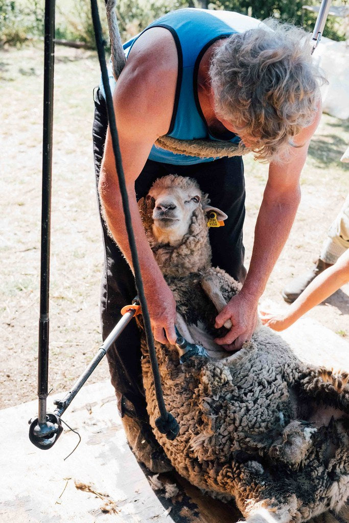 Velo inteiro de Lã Merina da Beira Baixa