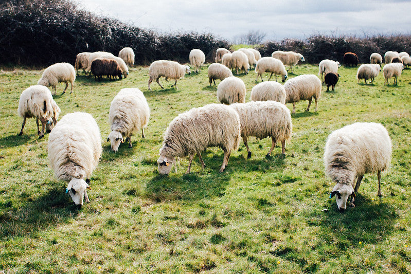 Lã Churra Mirandesa a Kg (em bruto)