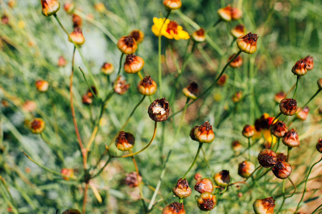 Sementes de Coreopsis tinctoria