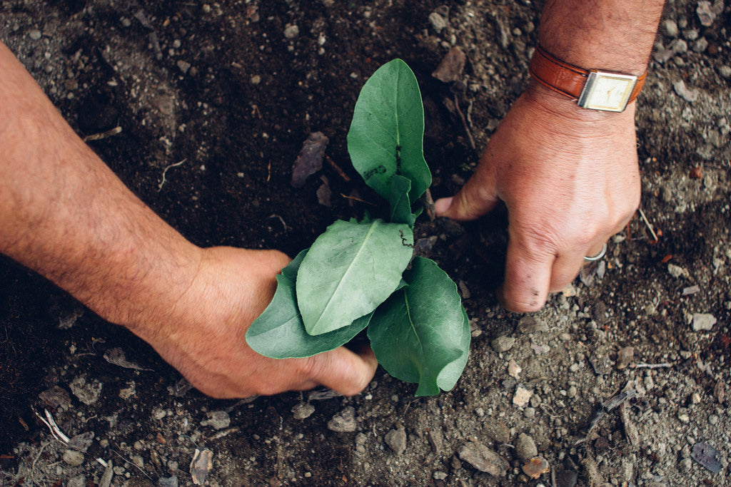 Sementes de Pastel-dos-Tintureiros (Isatis tinctoria)
