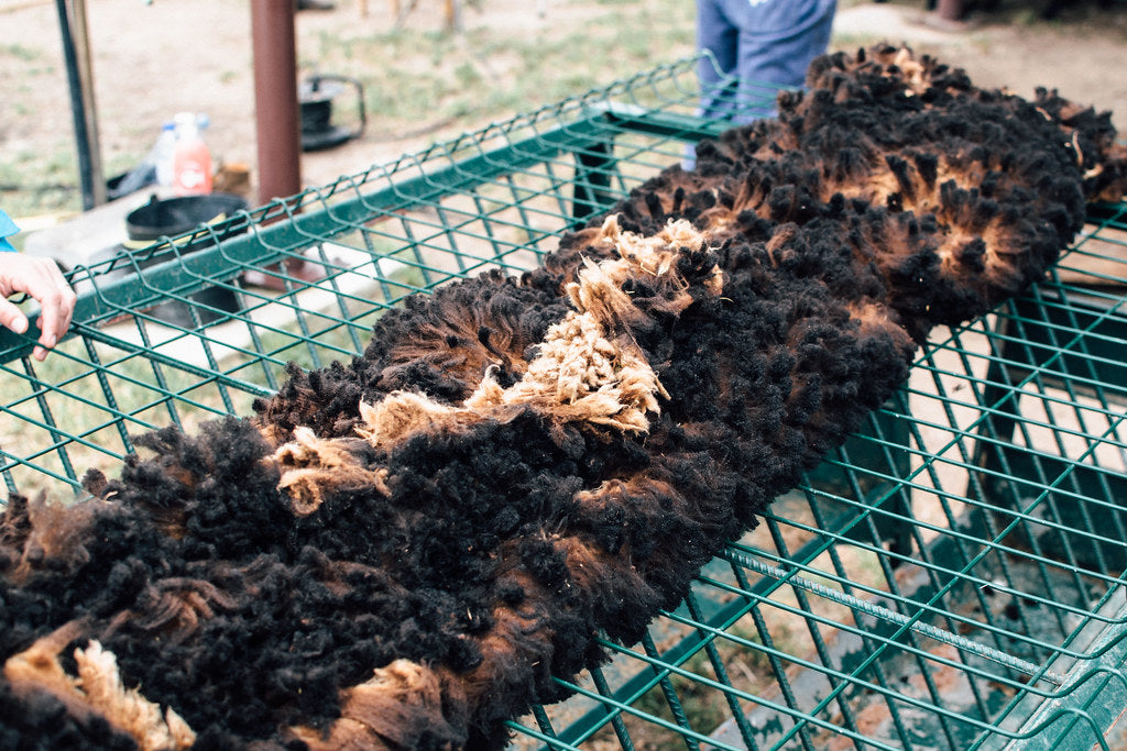 Lã Merina Preta a Kg (em bruto)