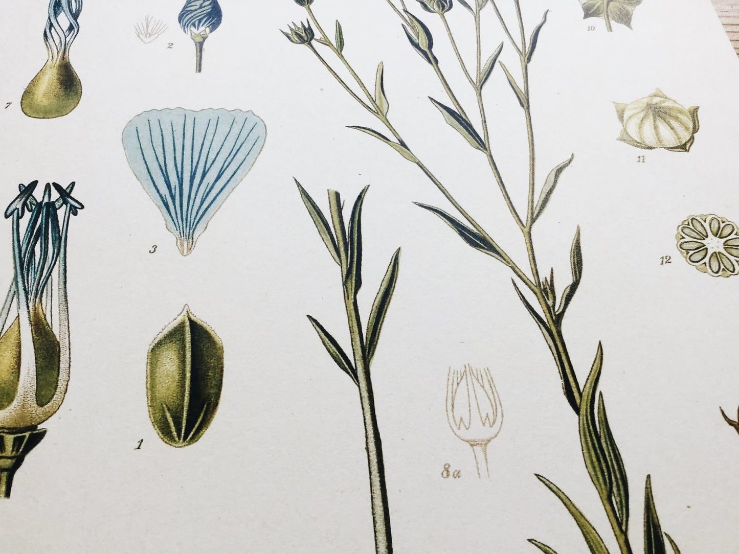 Linum usitatissimum - Ilustração botânica do Linho