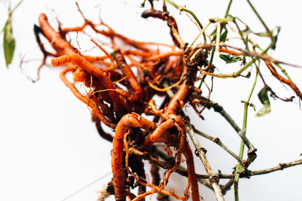 Sementes de Ruiva-dos-Tintureiros (Rubia tinctorum)