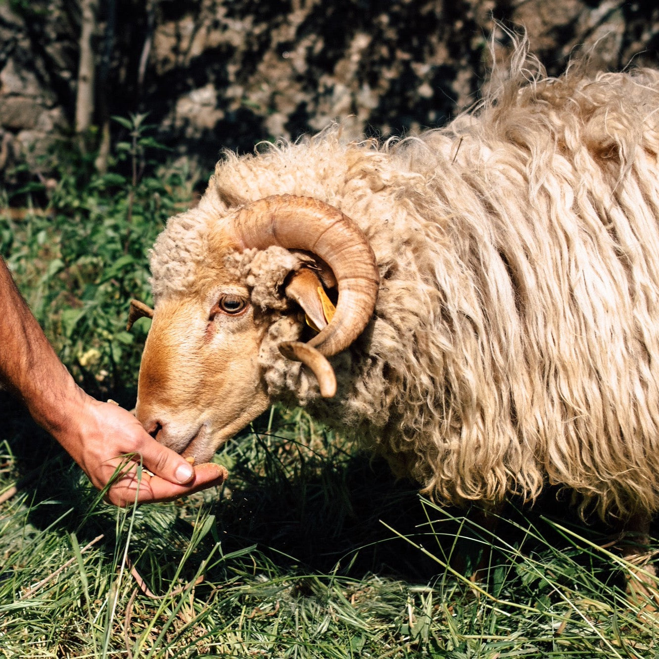 Lã Churra do Campo a Kg