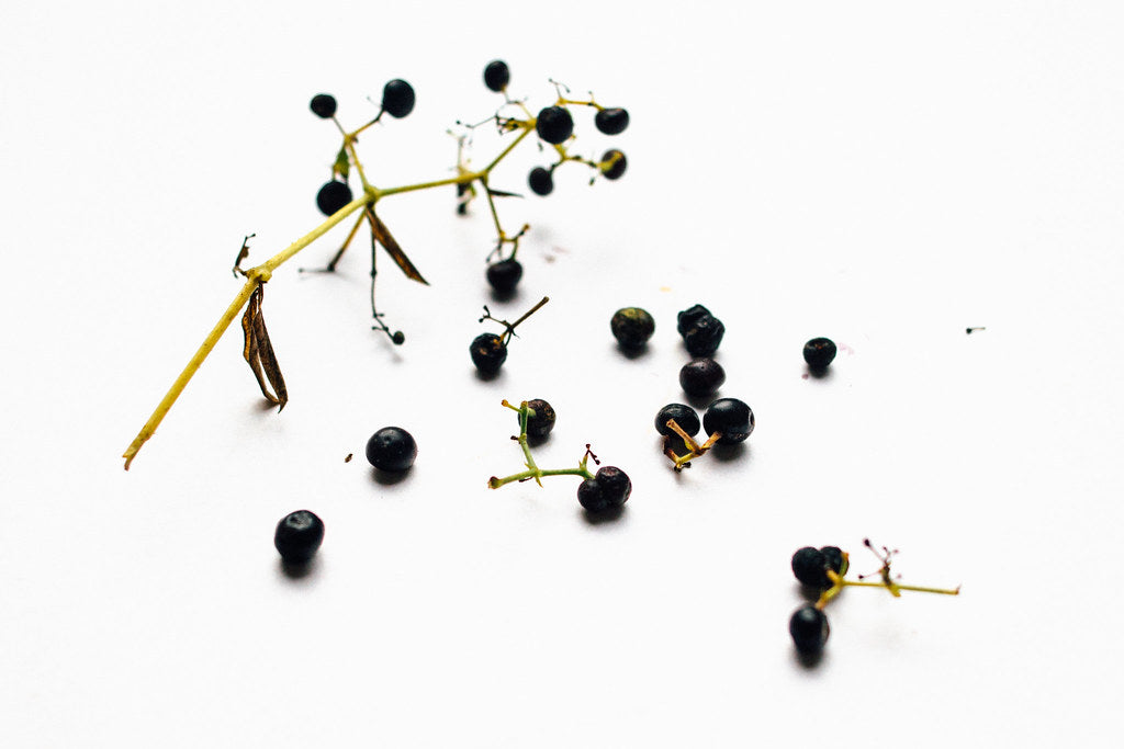 Sementes de Plantas Tintureiras