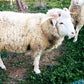 White Wool Fleece from Campaniça
