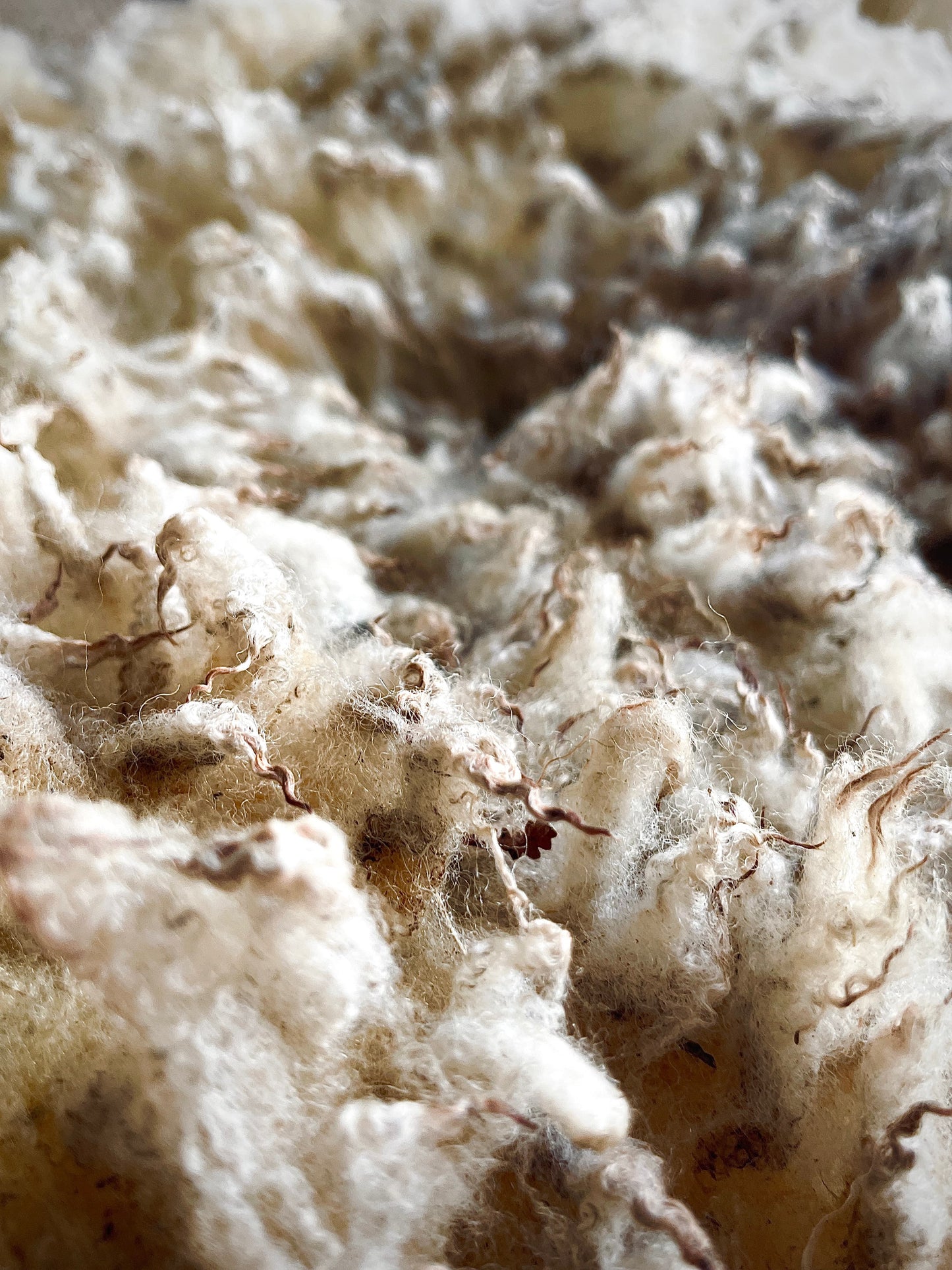 White wool fleece from Bordaleira Entre-Douro-e-Minho