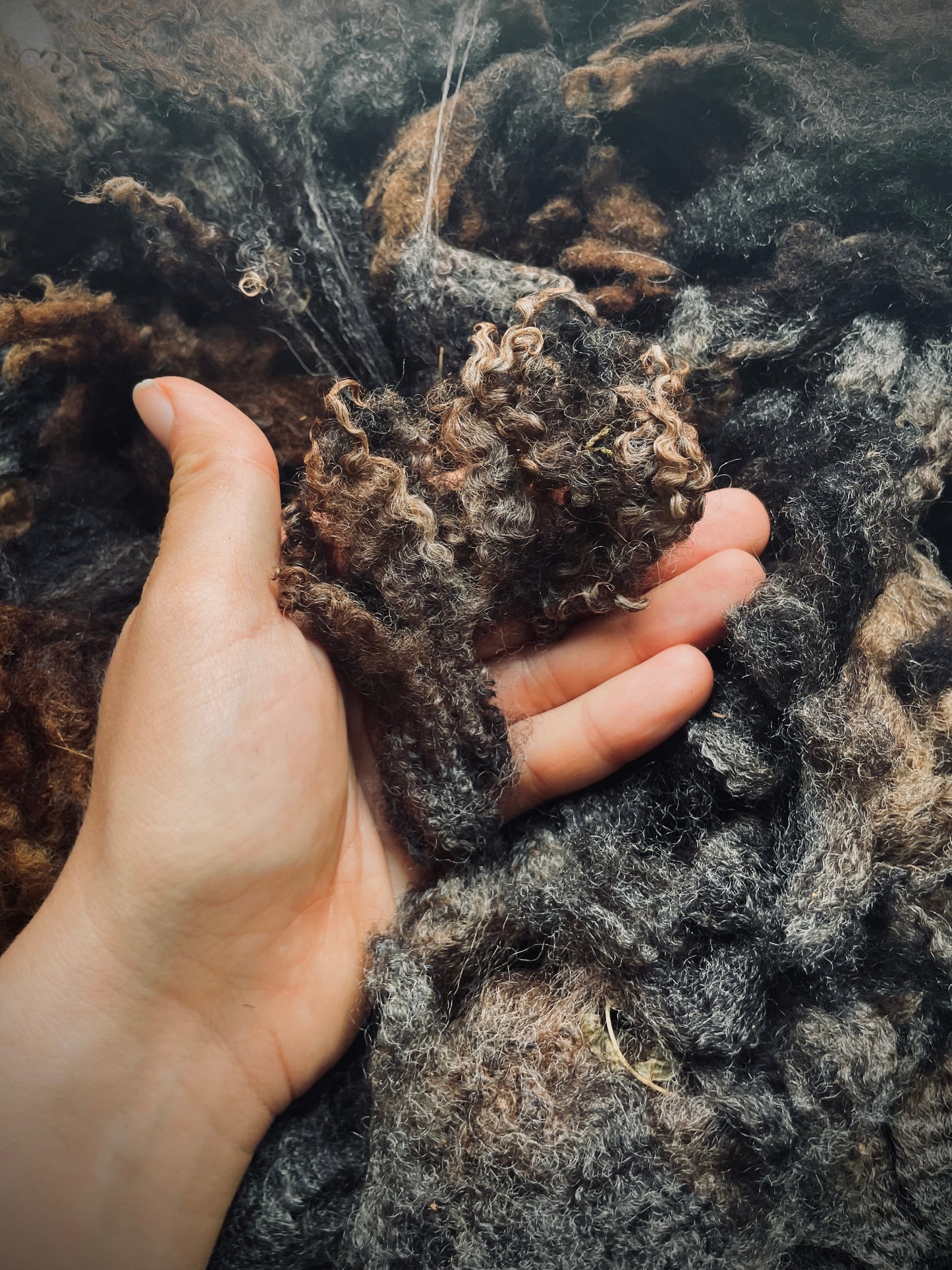 Black Merino Wool Raw Fleece