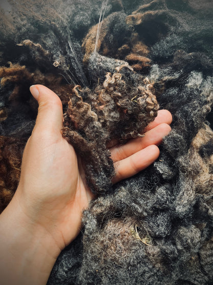 Black wool fleece from Merino