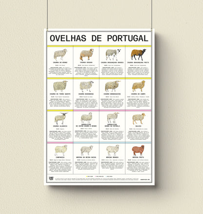 Poster "Ovelhas de Portugal"
