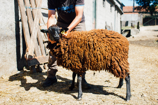 Velo Preto de lã Bordaleira de Entre-Douro-e-Minho