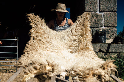 Sheep Shearing Course - 12 and 13 May 2026