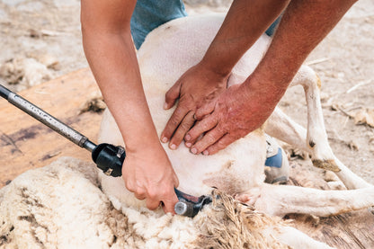 Sheep Shearing Course - 12 and 13 May 2026