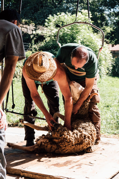 Sheep Shearing Course - 12 and 13 May 2026