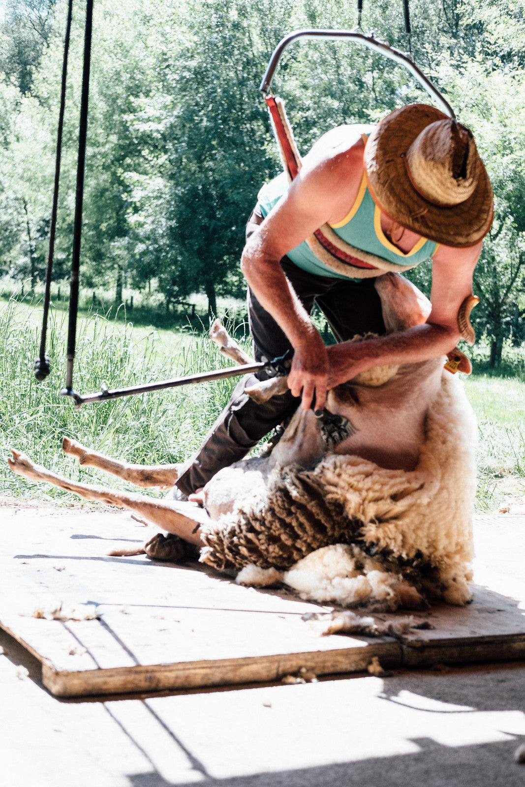 Sheep Shearing Course - 12 and 13 May 2026