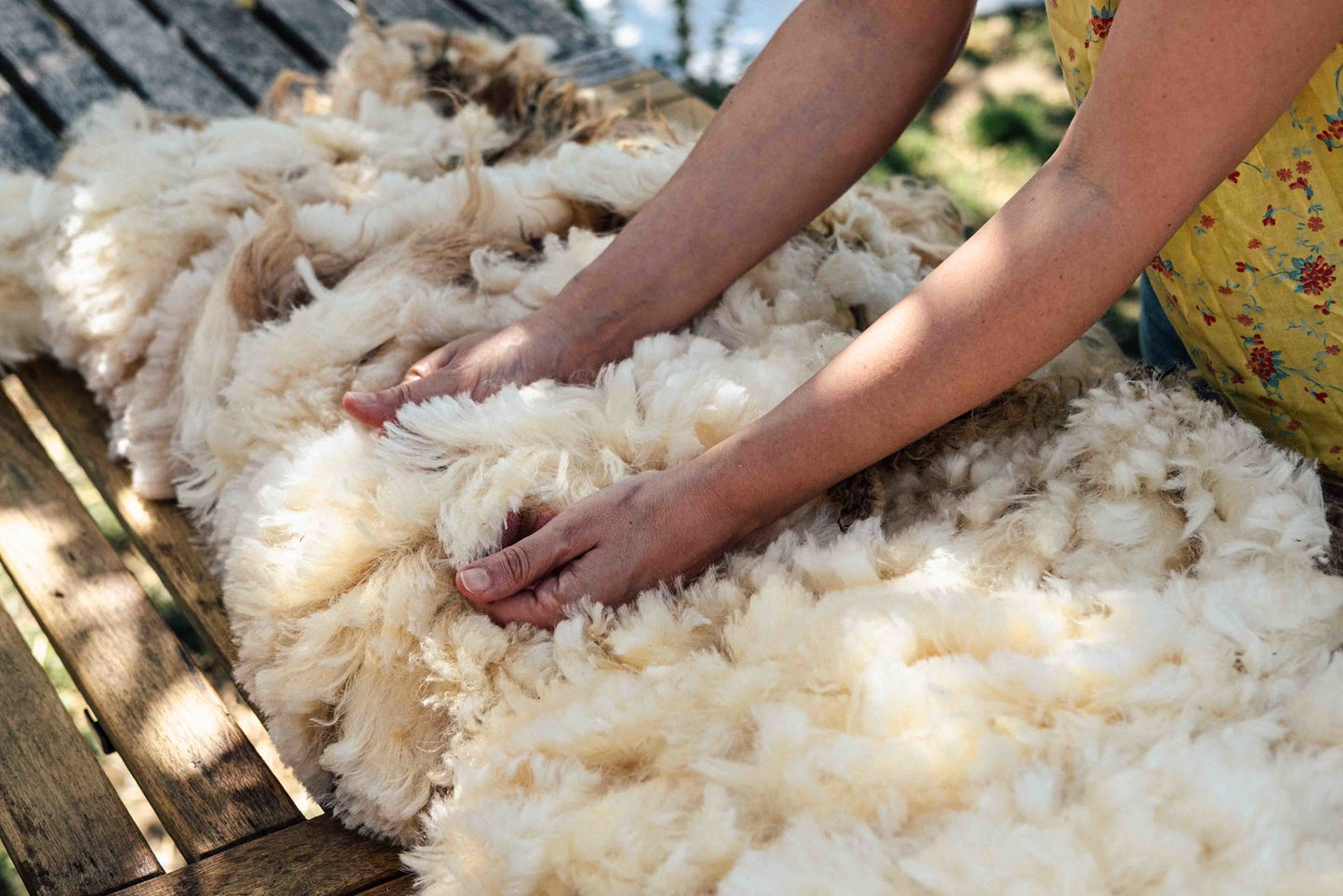 Sheep Shearing Course - 12 and 13 May 2026