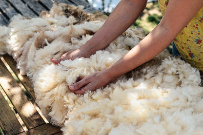 Sheep Shearing Course - 12 and 13 May 2026