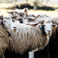 Churra Mondegueira "Marialveira" Wool Fleece