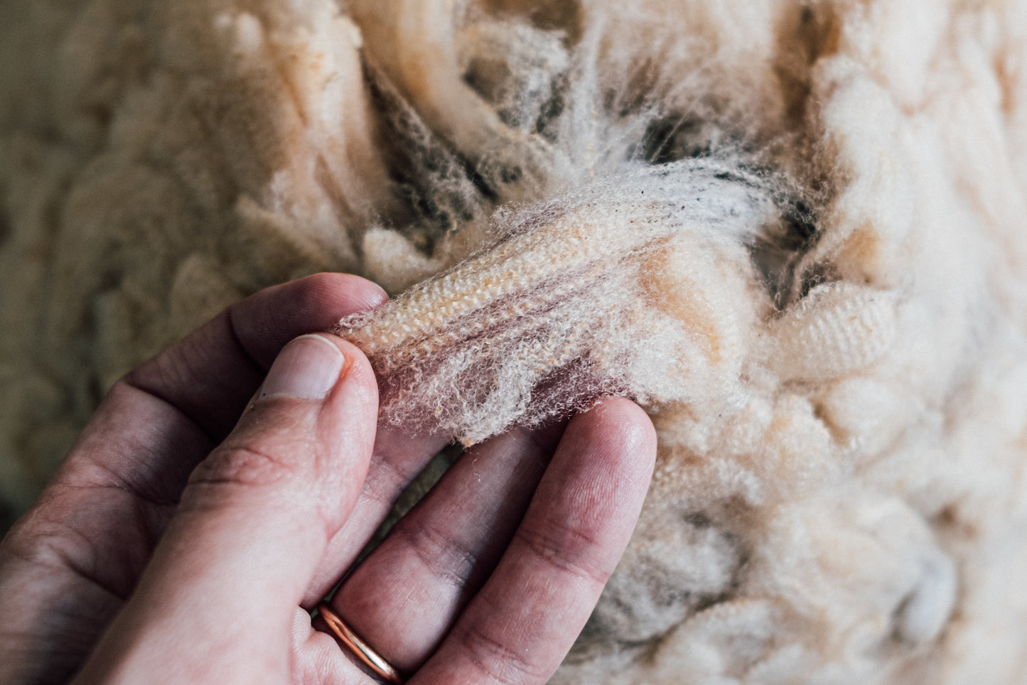 Merino da Beira Baixa Wool Fleece