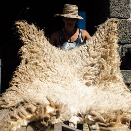 White wool Fleece from Churra Mirandesa