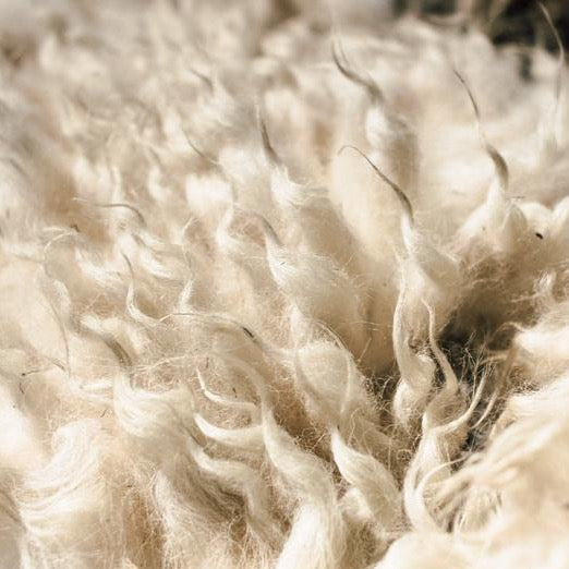 Churra Mirandesa Wool by the Kg