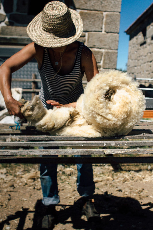 Churra Mirandesa Wool Fleece