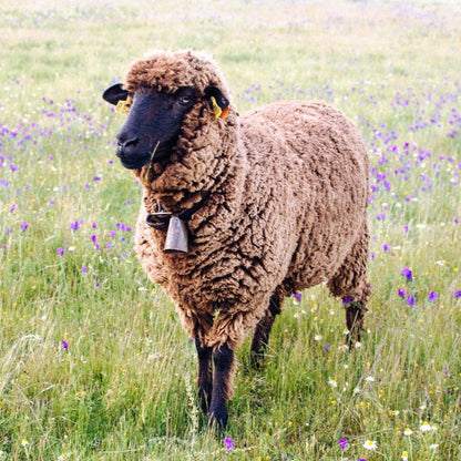 Lã Cardada - Merina Preta do Monte dos Cedros