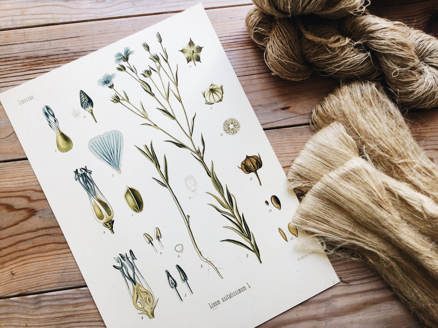 Linum usitatissimum - Botanical illustration of flax