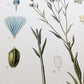 Linum usitatissimum - Botanical illustration of flax