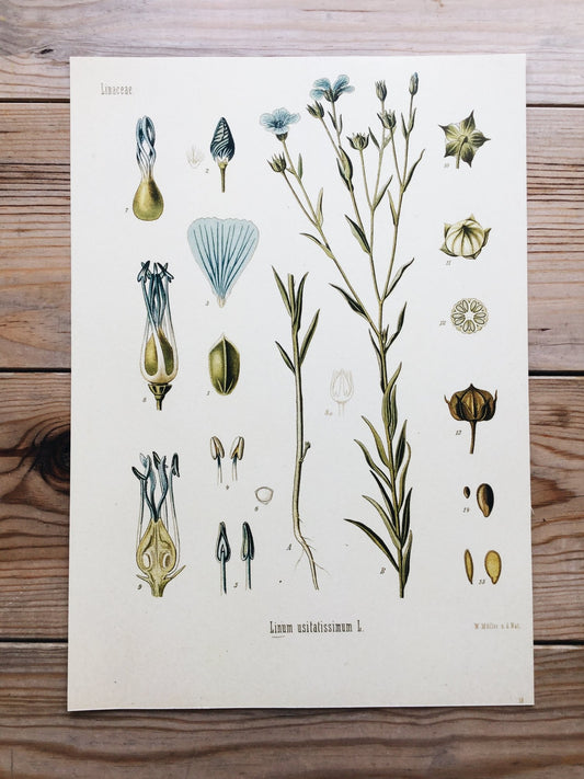 Linum usitatissimum - Ilustração botânica do Linho