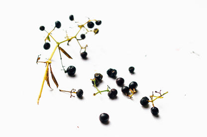 Sementes de Ruiva-dos-Tintureiros (Rubia tinctorum)