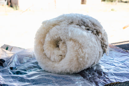 Velo branco de lã Churra Mirandesa (em bruto)